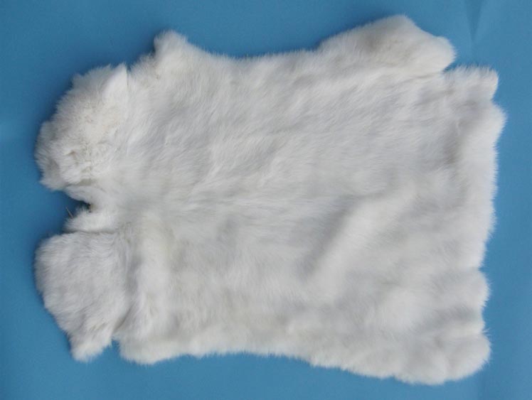 Czech #1/#2 Breeder Rabbit Skin: White 